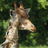 Een gouden zonsondergang over de St Marys Waterfro Briefkaart