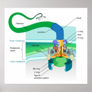 Een Gram Negatief Bacterial Flagellum Diagram Poster