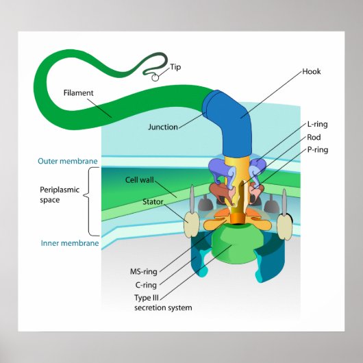 Een Gram Negatief Bacterial Flagellum Diagram Poster (Voorkant)