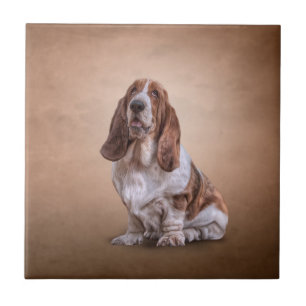 Een grappige Basset Hound-hond tekenen Tegeltje