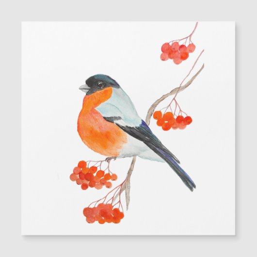 Een grappige bullfinch op een tak van een rowan tr (Voorkant)