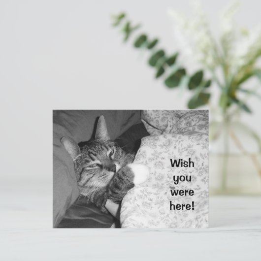 Een grappige kat slapen in bed Wish dat je hier wa Briefkaart (Staand voorkant)
