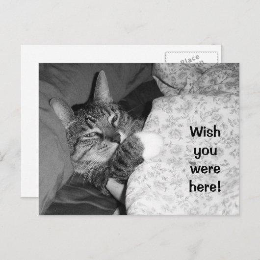 Een grappige kat slapen in bed Wish dat je hier wa Briefkaart (Voorkant / Achterkant)