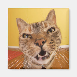 Een grappige kleine kat zit op een spoel in een magneet