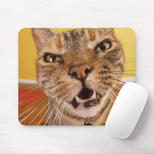 Een grappige kleine kat zit op een spoel in een muismat (Met muis)