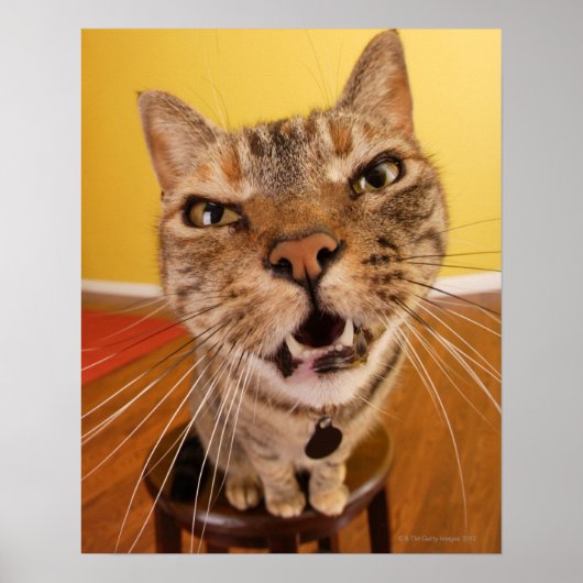 Een grappige kleine kat zit op een spoel in een poster (Voorkant)