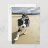 Een grenspoelhond die op de strand loopt briefkaart (Voorkant / Achterkant)