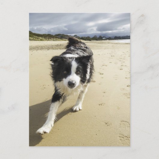 Een grenspoelhond die op de strand loopt briefkaart (Voorkant)
