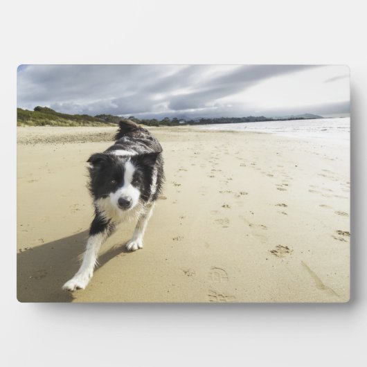 Een grenspoelhond die op de strand loopt fotoplaat (voorkant)