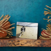 Een grenspoelhond die op de strand loopt fotoplaat (Zijkant)