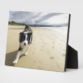 Een grenspoelhond die op de strand loopt fotoplaat (Zijkant)