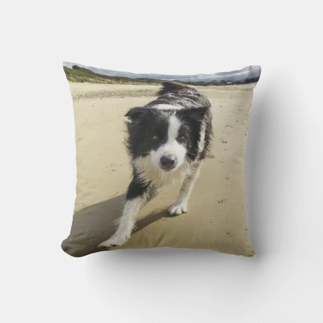 Een grenspoelhond die op de strand loopt kussen (Voorkant)