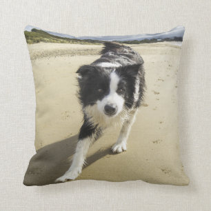 Een grenspoelhond die op de strand loopt kussen