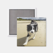 Een grenspoelhond die op de strand loopt magneet (Voorkant / Achterkant)