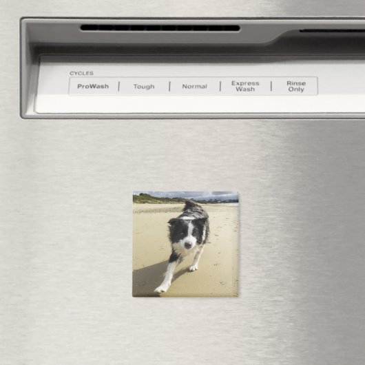 Een grenspoelhond die op de strand loopt magneet (Insitu (Vaatwasser))