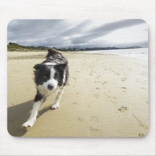 Een grenspoelhond die op de strand loopt muismat
