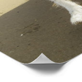 Een grenspoelhond die op de strand loopt poster (Hoek)