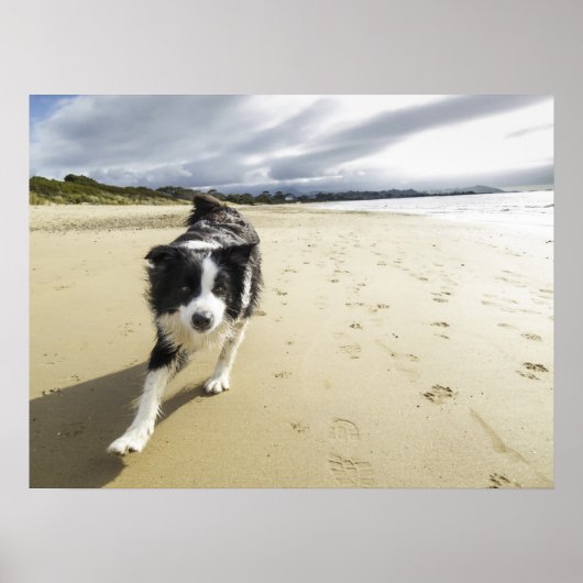 Een grenspoelhond die op de strand loopt poster (Voorkant)