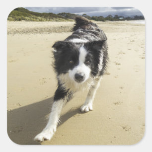 Een grenspoelhond die op de strand loopt vierkante sticker