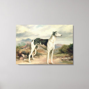Een Greyhound in een hilair landschap Canvas Afdruk