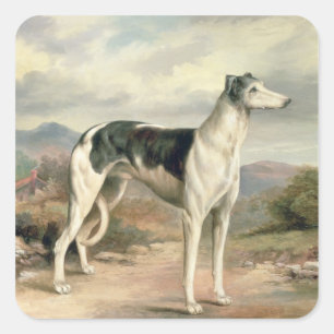 Een Greyhound in een hilair landschap Vierkante Sticker