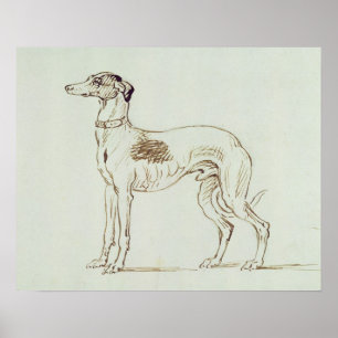 Een Greyhound, links naast elkaar (pen en inkt op  Poster