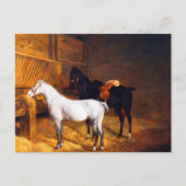 Een grijs Pony en een zwart paard in een Stabiel Briefkaart (Voorkant)