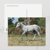 Een grijze Percheron-vogel in Frankrijk Briefkaart (Voorkant / Achterkant)