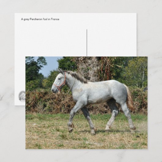 Een grijze Percheron-vogel in Frankrijk Briefkaart (Voorkant / Achterkant)