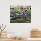 Een Grizzly Beer dat in het water speelt Poster (Keuken)