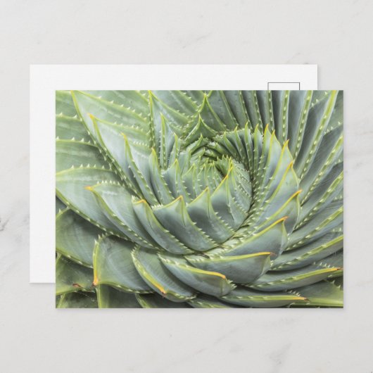 Een groen en wit succes briefkaart (Voorkant / Achterkant)