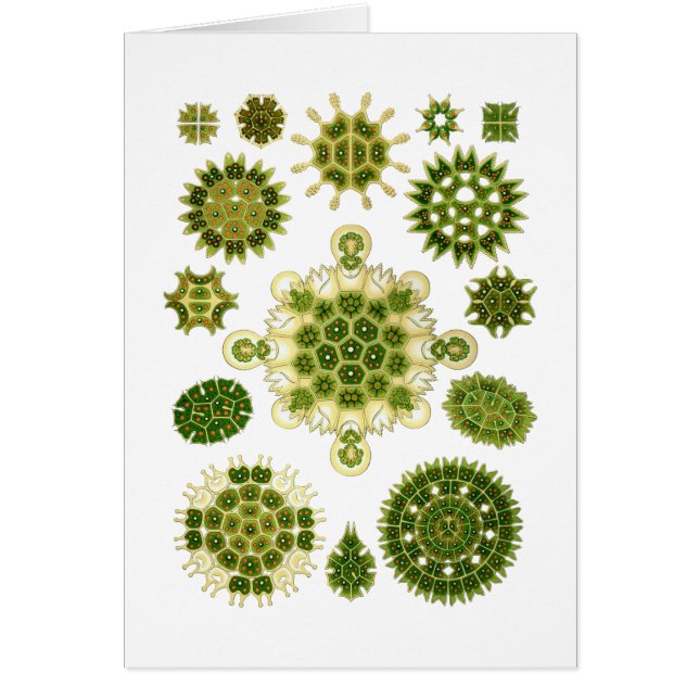 Een groene algen (Voorkant)