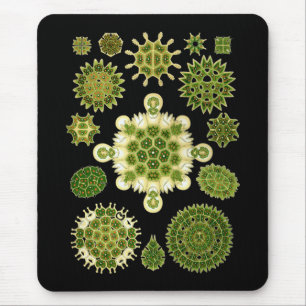 Een groene algen muismat