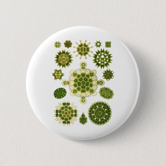Een groene algen ronde button 5,7 cm (Voorkant)