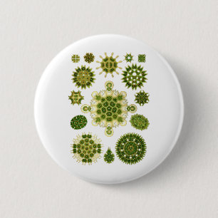 Een groene algen ronde button 5,7 cm