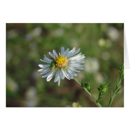 Een groene bok op een witte ventilator (Voorkant Horizontaal)