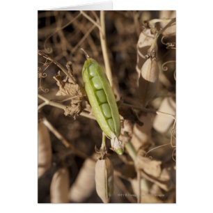 Een groene erwtendop op een gedroogd erwt-Plant