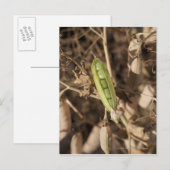 Een groene erwtendop op een gedroogd erwt-Plant Briefkaart (Voorkant / Achterkant)