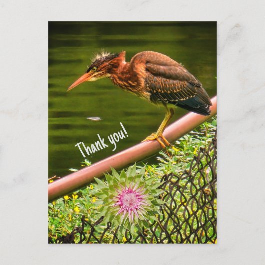 Een groene reiger briefkaart (Voorkant)