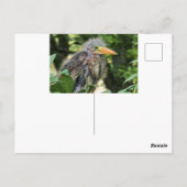 Een groene reiger briefkaart (Achterkant)