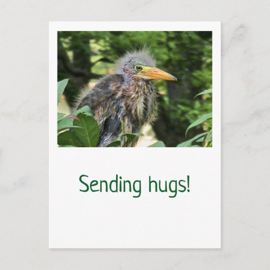 Een groene reiger briefkaart (Voorkant)