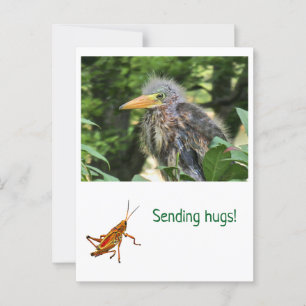 Een groene reiger briefkaart