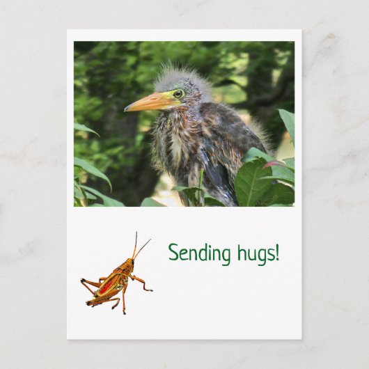 Een groene reiger briefkaart (Voorkant)