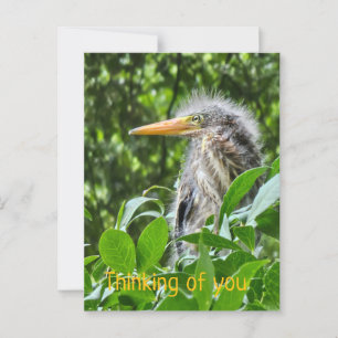 Een groene reiger. Denken aan jou Briefkaart