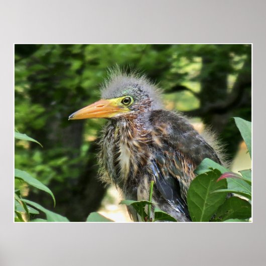 Een groene reiger poster (Voorkant)