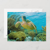 Een groene schildpad op de zwarte riffen van Bonai Briefkaart (Voorkant / Achterkant)