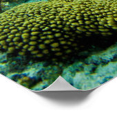 Een groene schildpad op de zwarte riffen van Bonai Poster (Hoek)