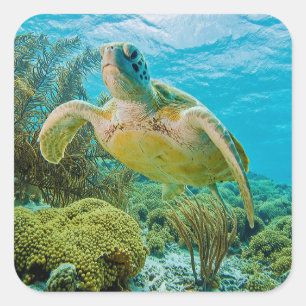 Een groene schildpad op de zwarte riffen van Bonai Vierkante Sticker