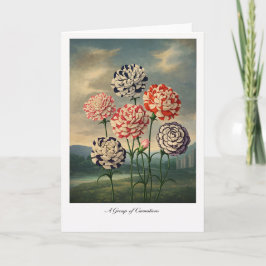 Een groep anjers — Moderne botanische herinterpret Kaart