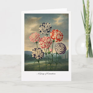 Een groep anjers — Moderne botanische herinterpret Kaart